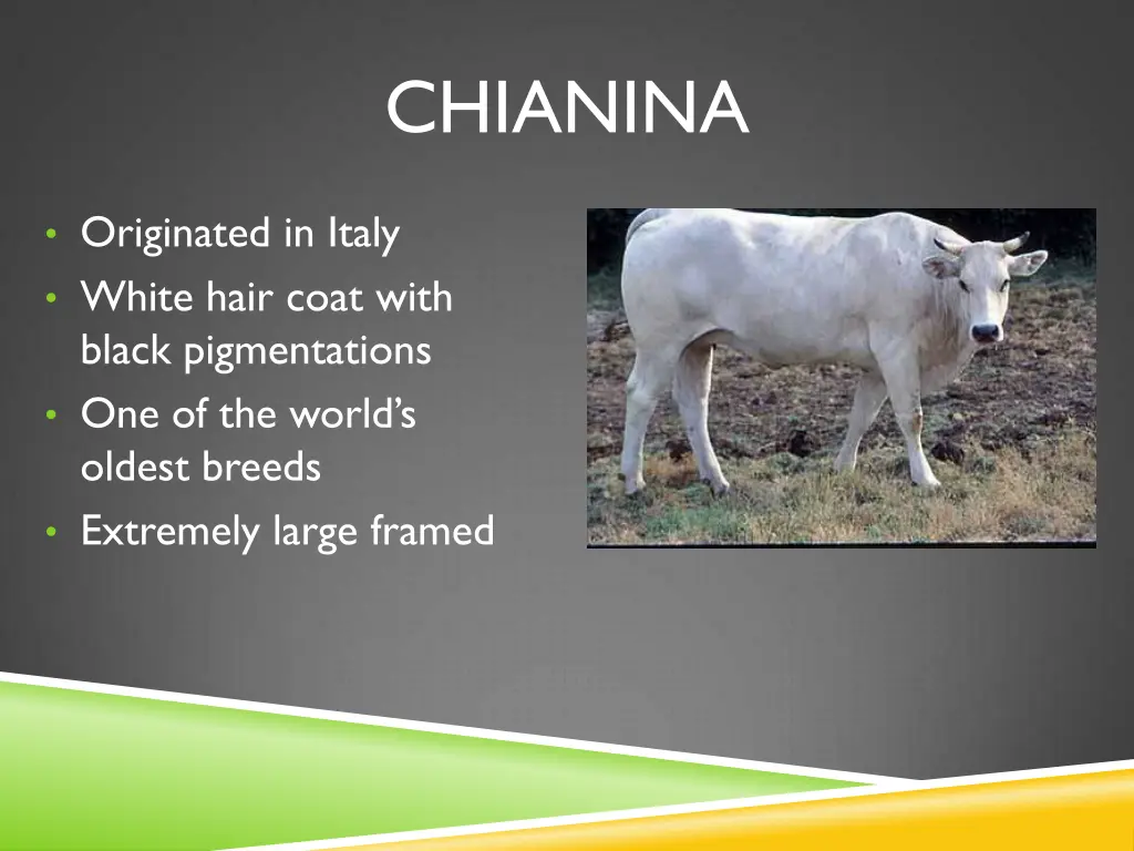 chianina