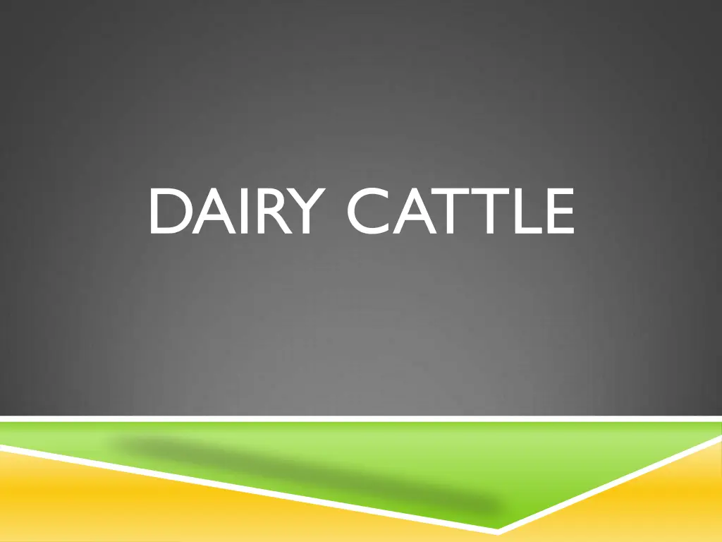 dairy cattle