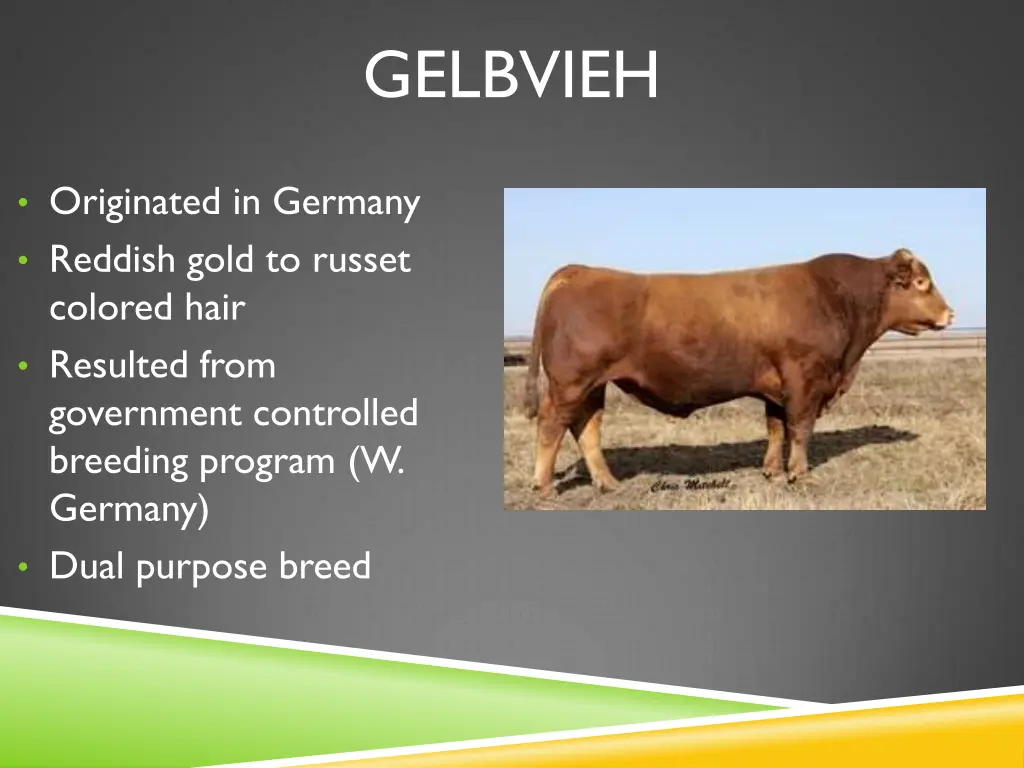 gelbvieh