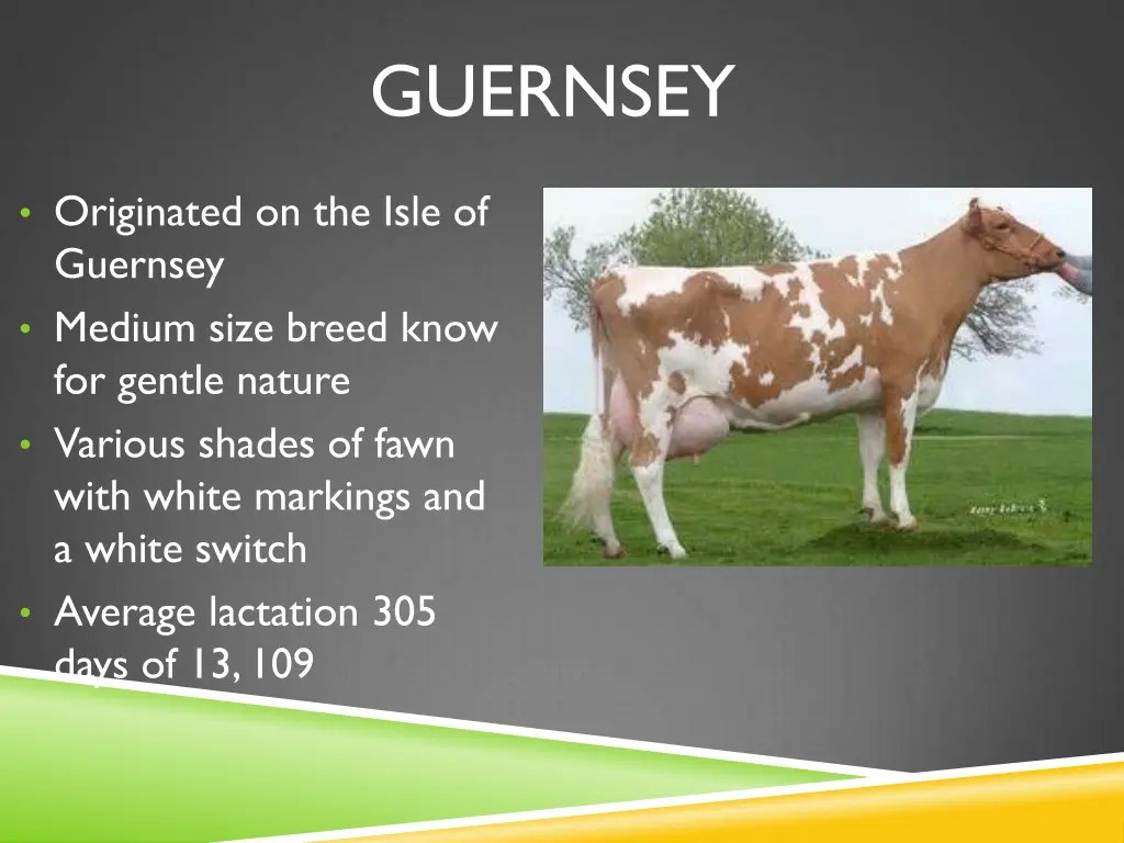 guernsey