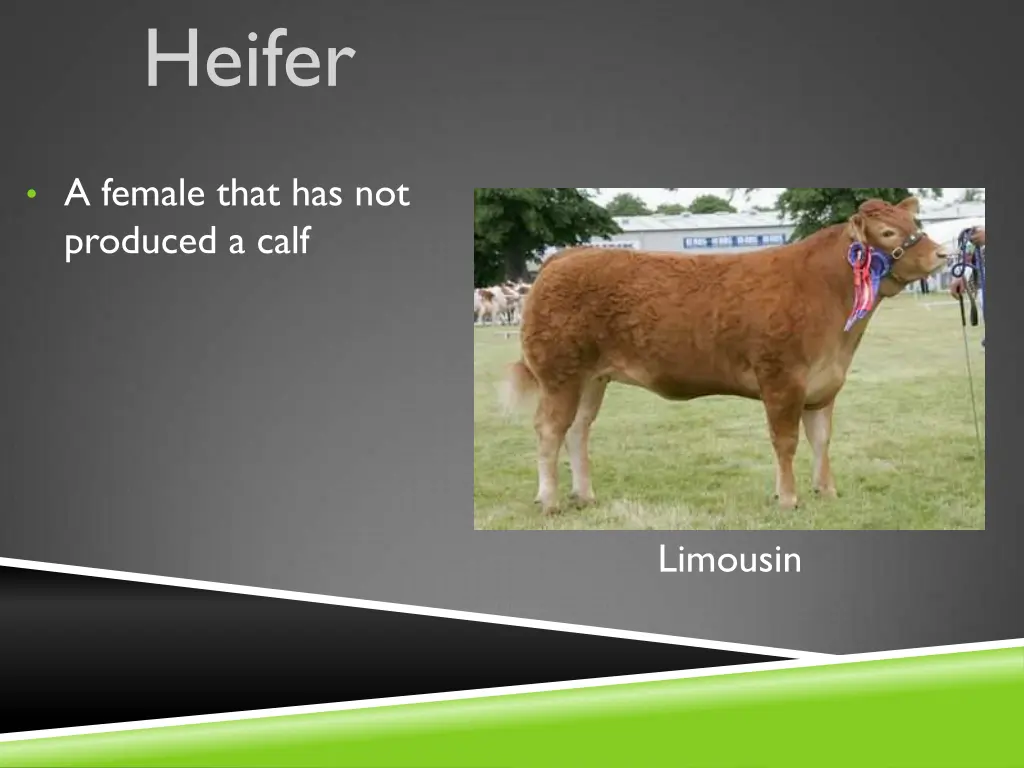 heifer