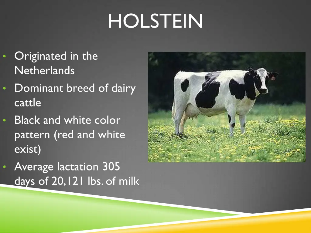 holstein