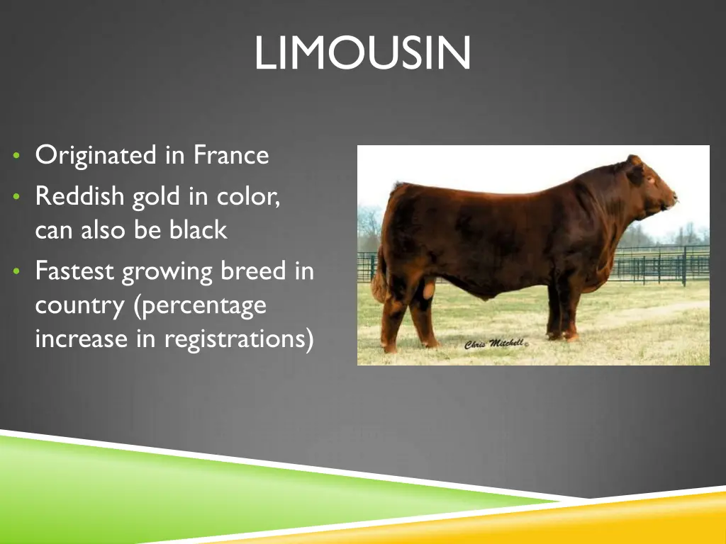 limousin