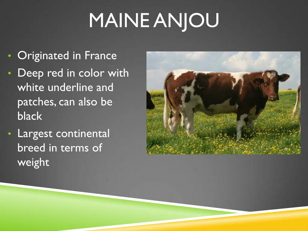 maine anjou