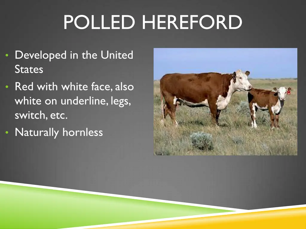 polled hereford