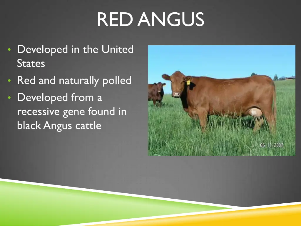 red angus