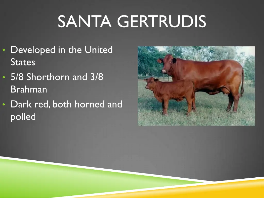 santa gertrudis