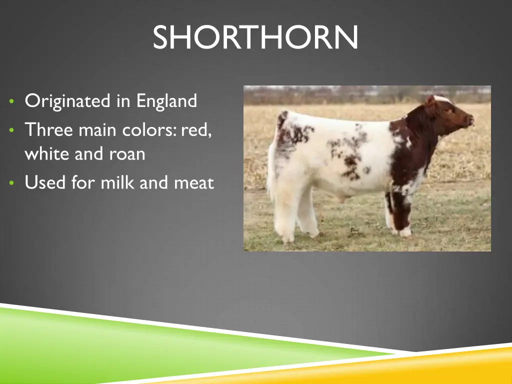 shorthorn