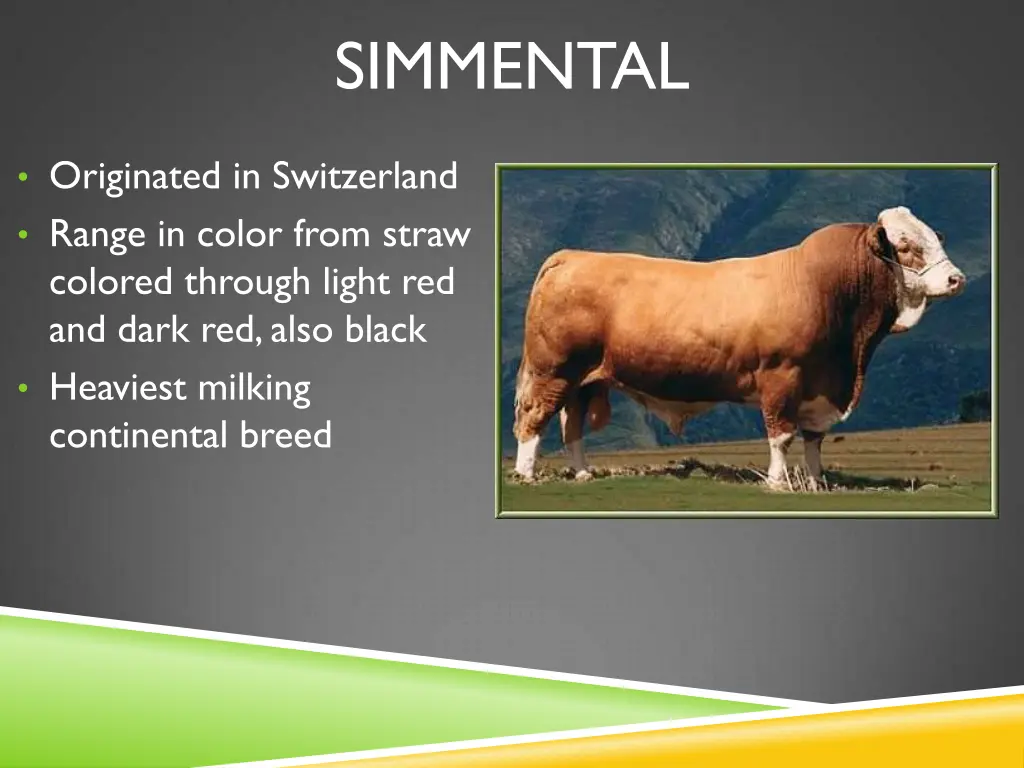 simmental