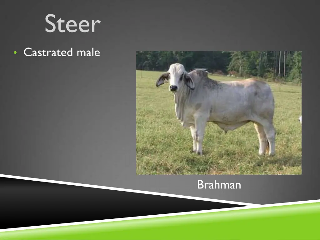 steer