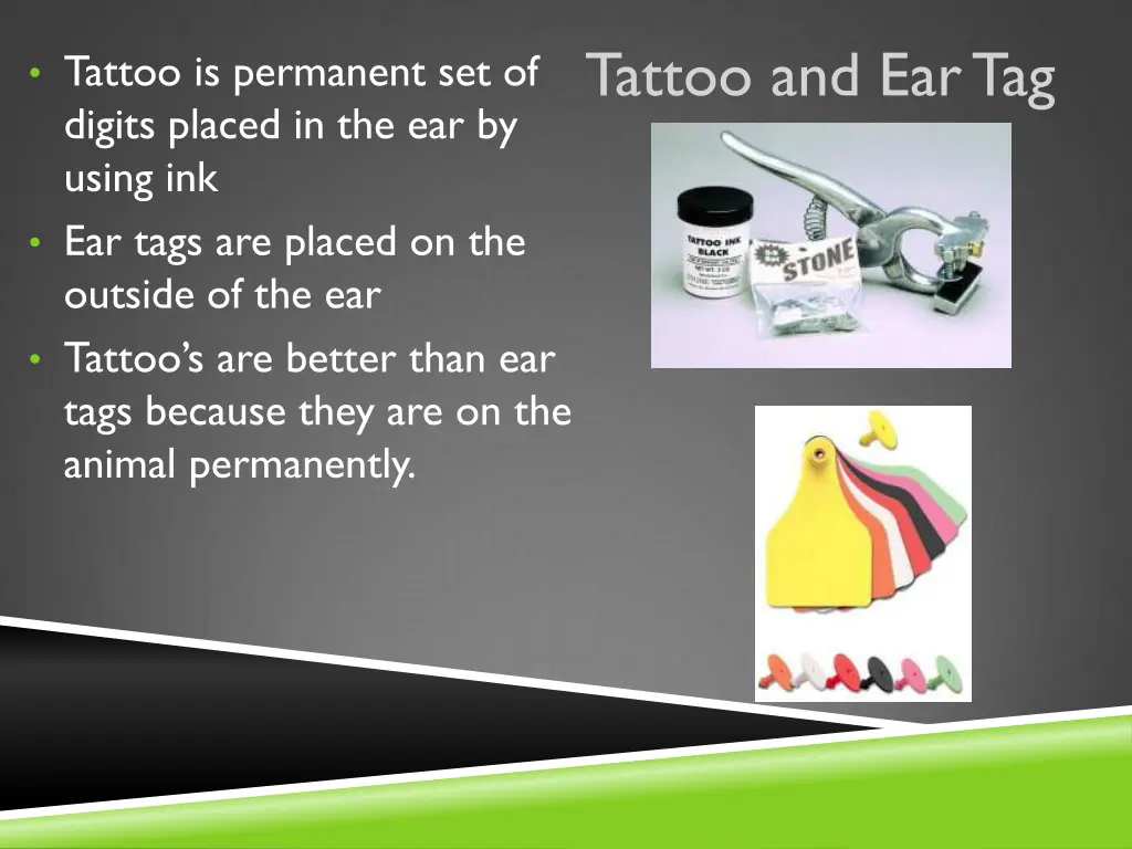 tattoo and ear tag