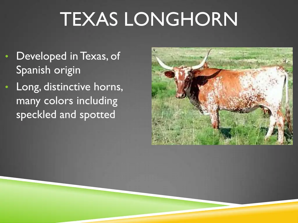 texas longhorn