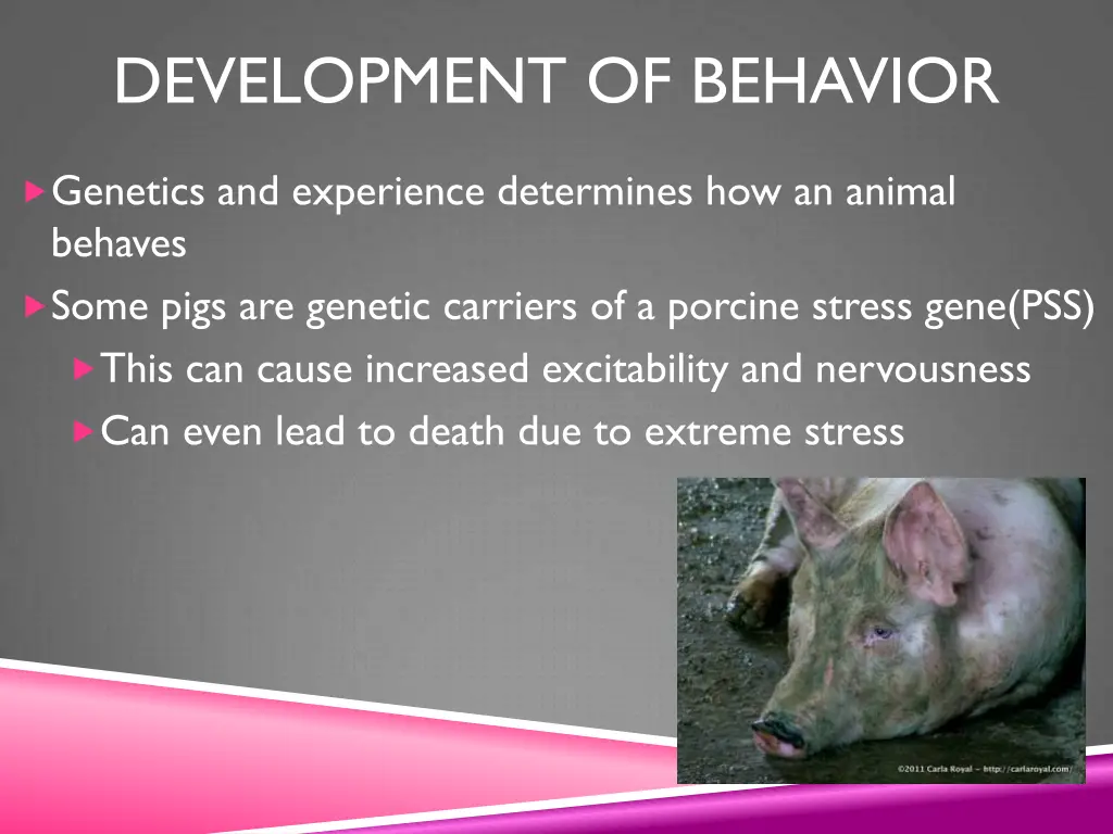 development of behavior