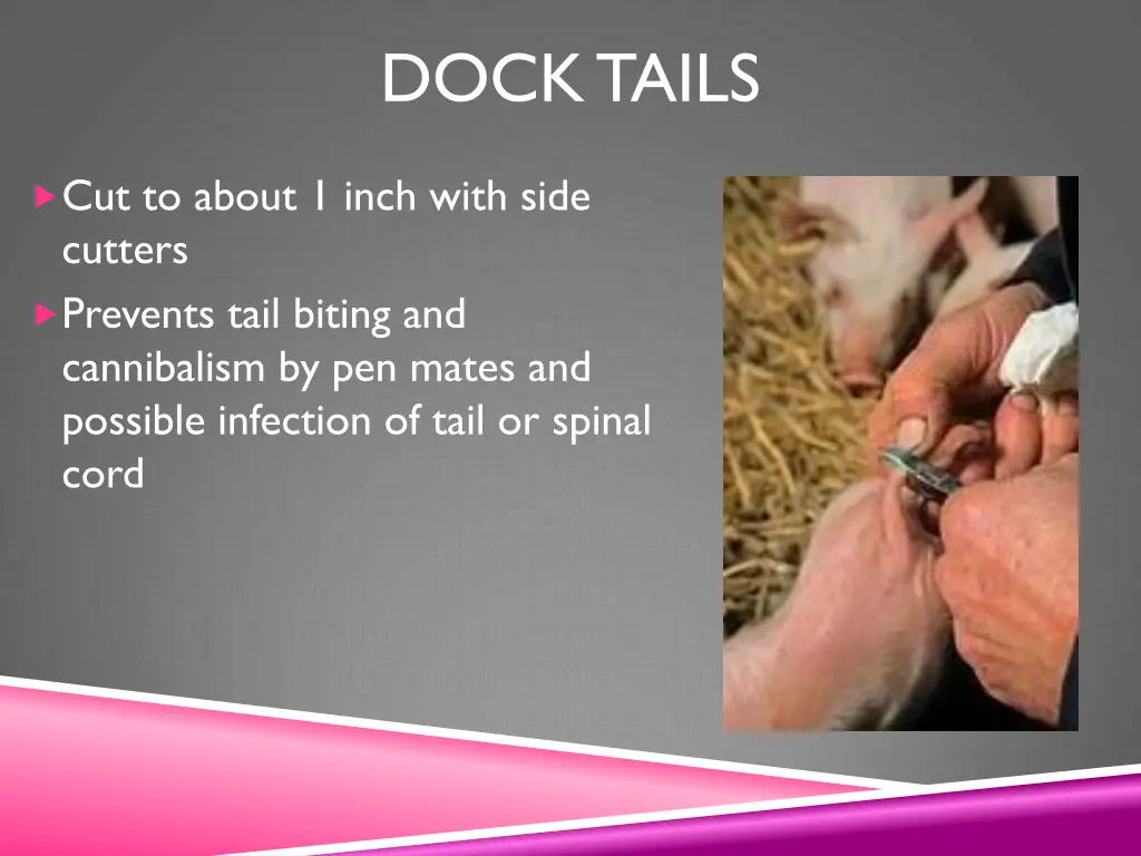 dock tails