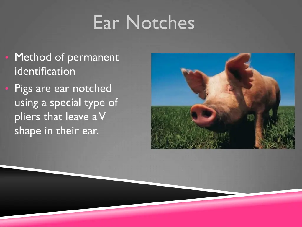 ear notches