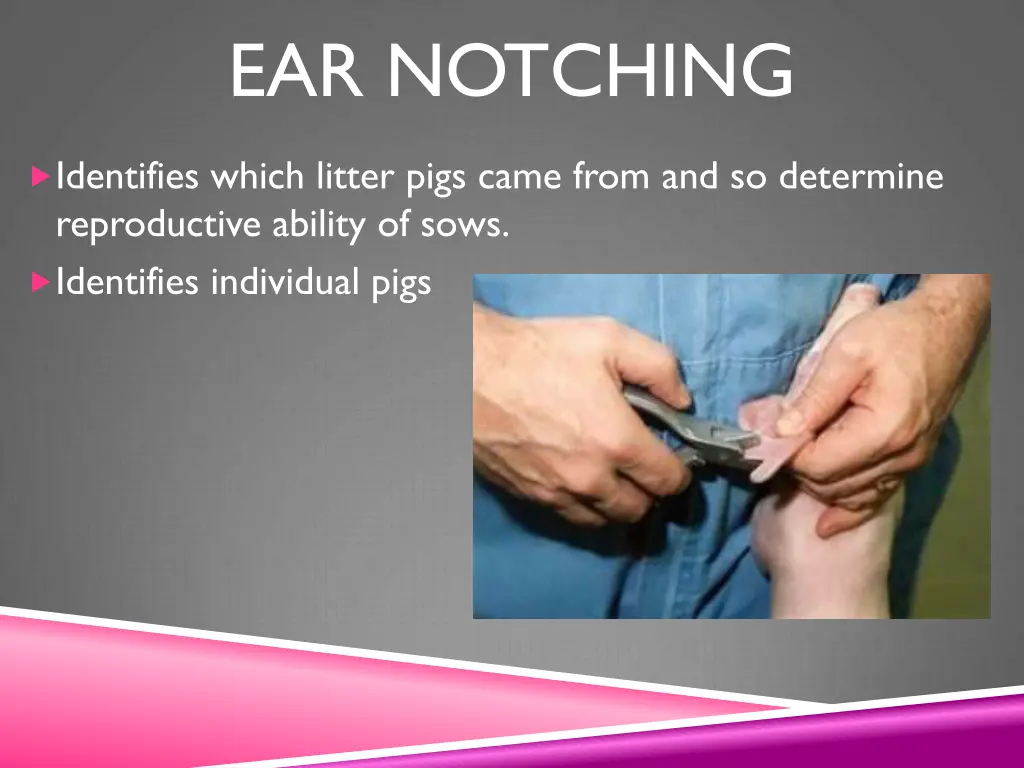 ear notching 1