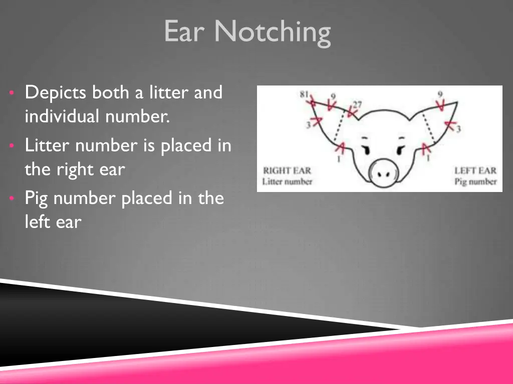 ear notching