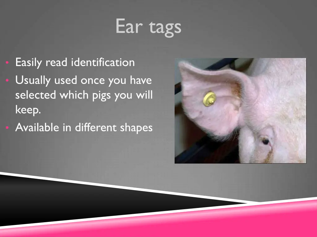 ear tags