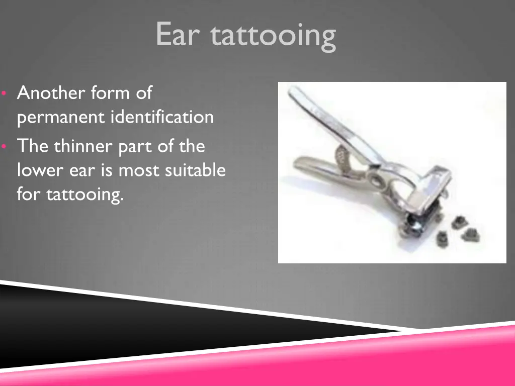 ear tattooing