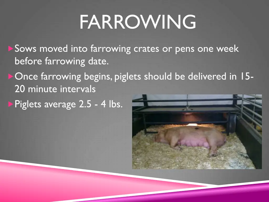 farrowing