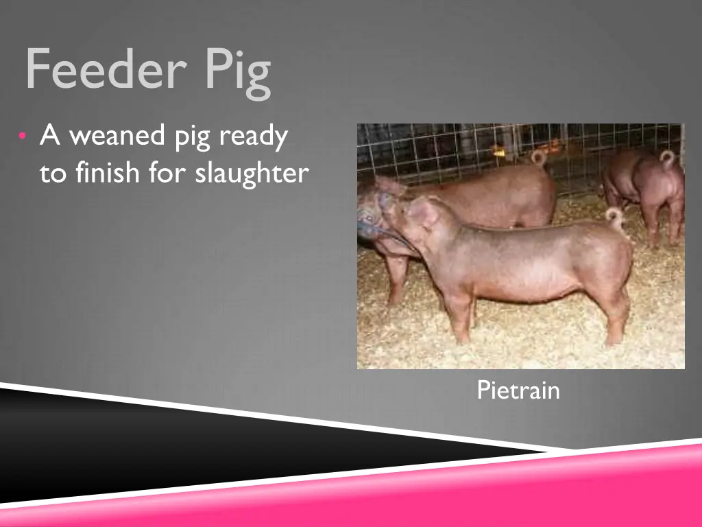 feeder pig