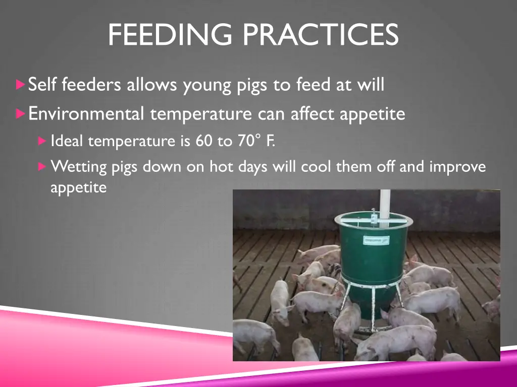 feeding practices