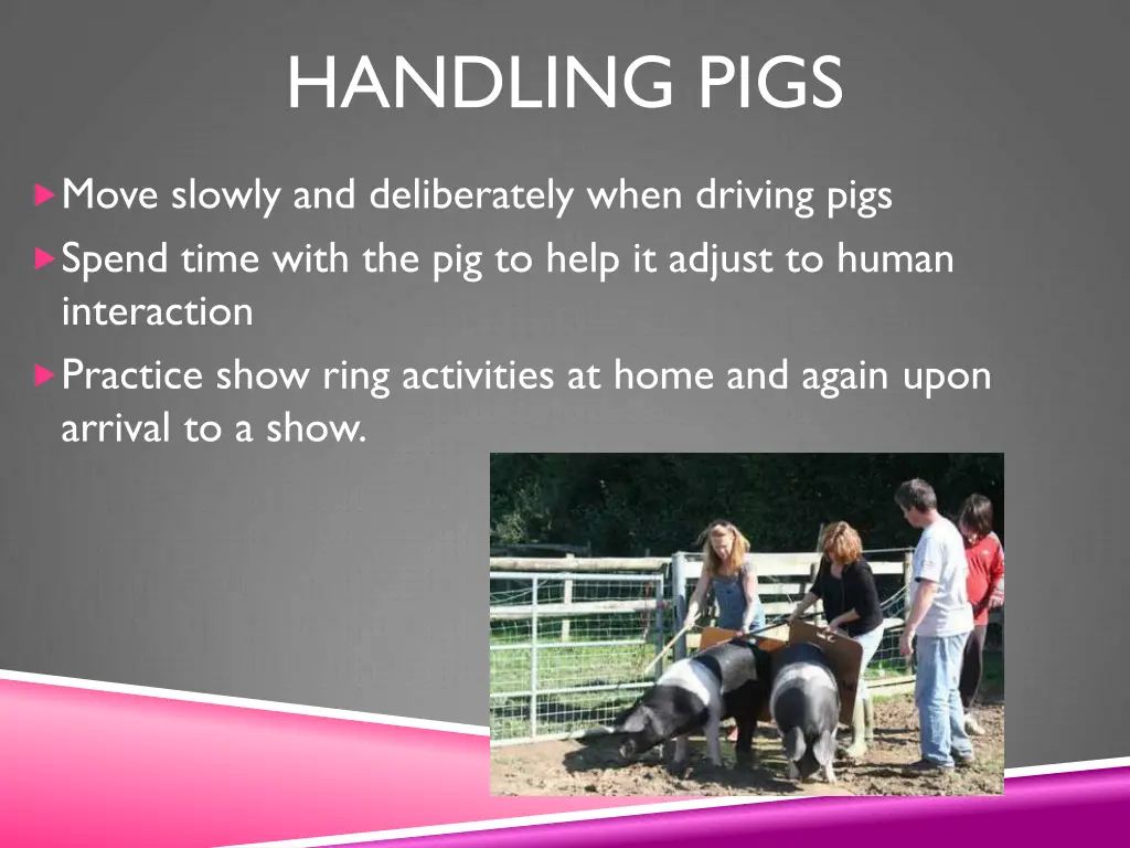 handling pigs