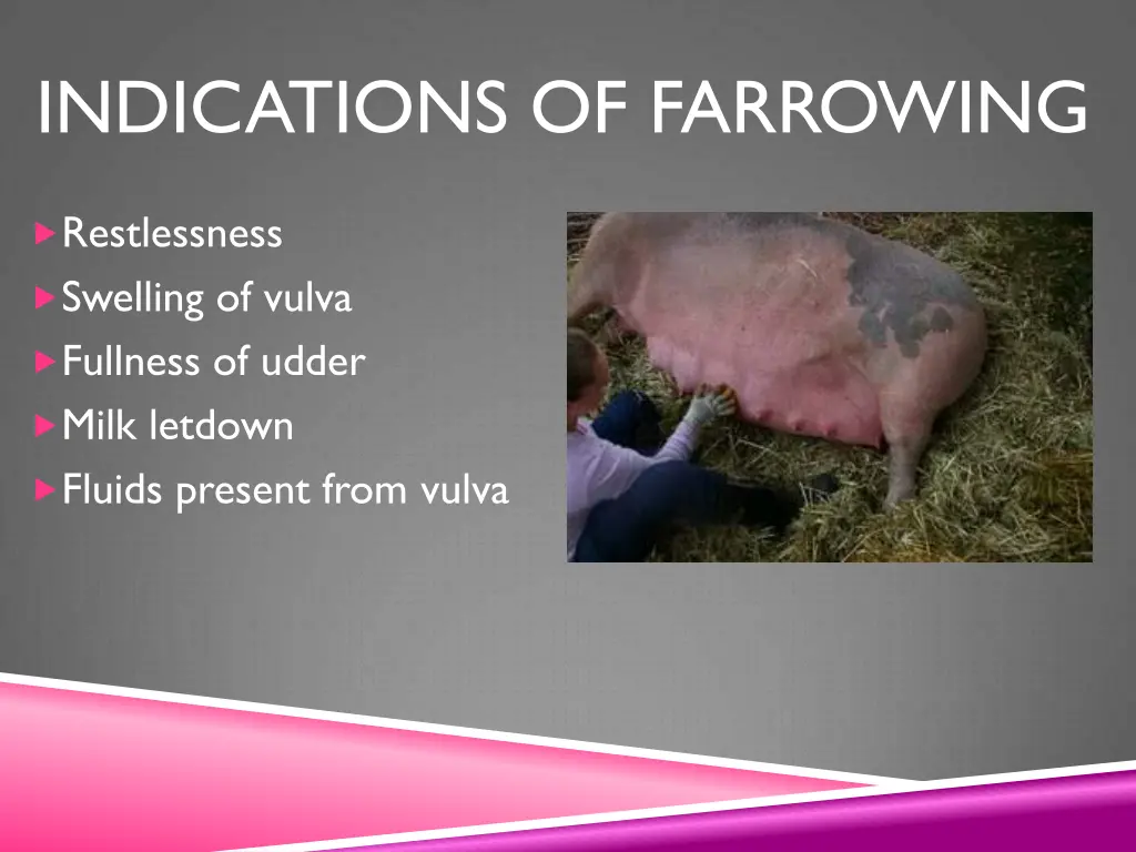 indications of farrowing