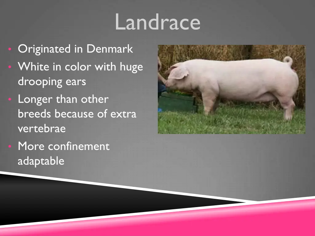 landrace