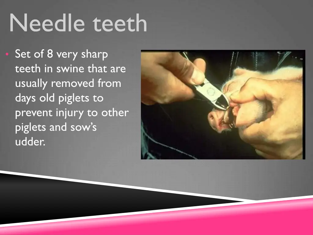 needle teeth