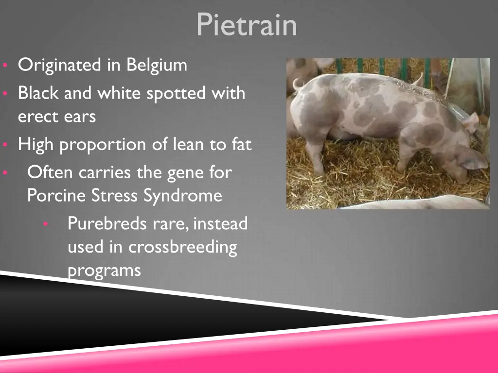 pietrain