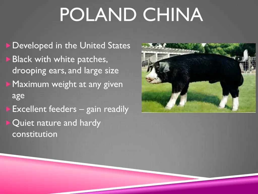 poland china