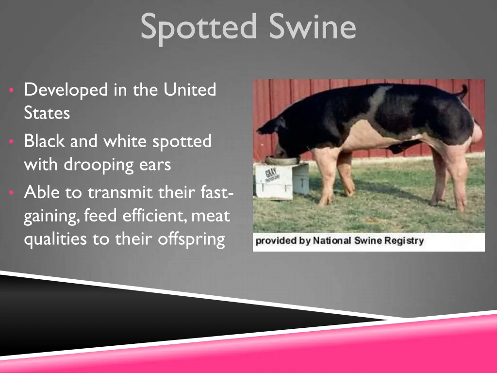 spotted swine