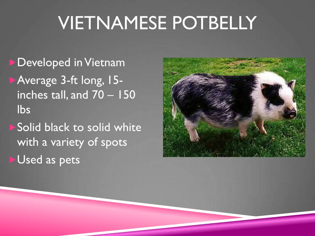 vietnamese potbelly