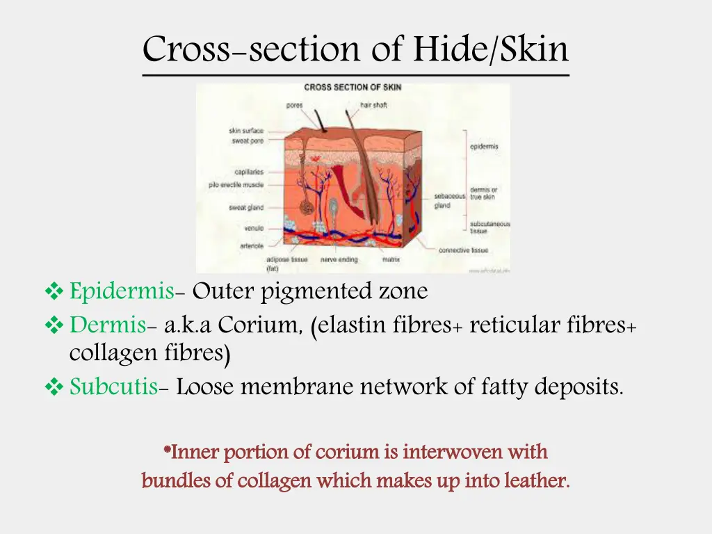 cross section of hide skin