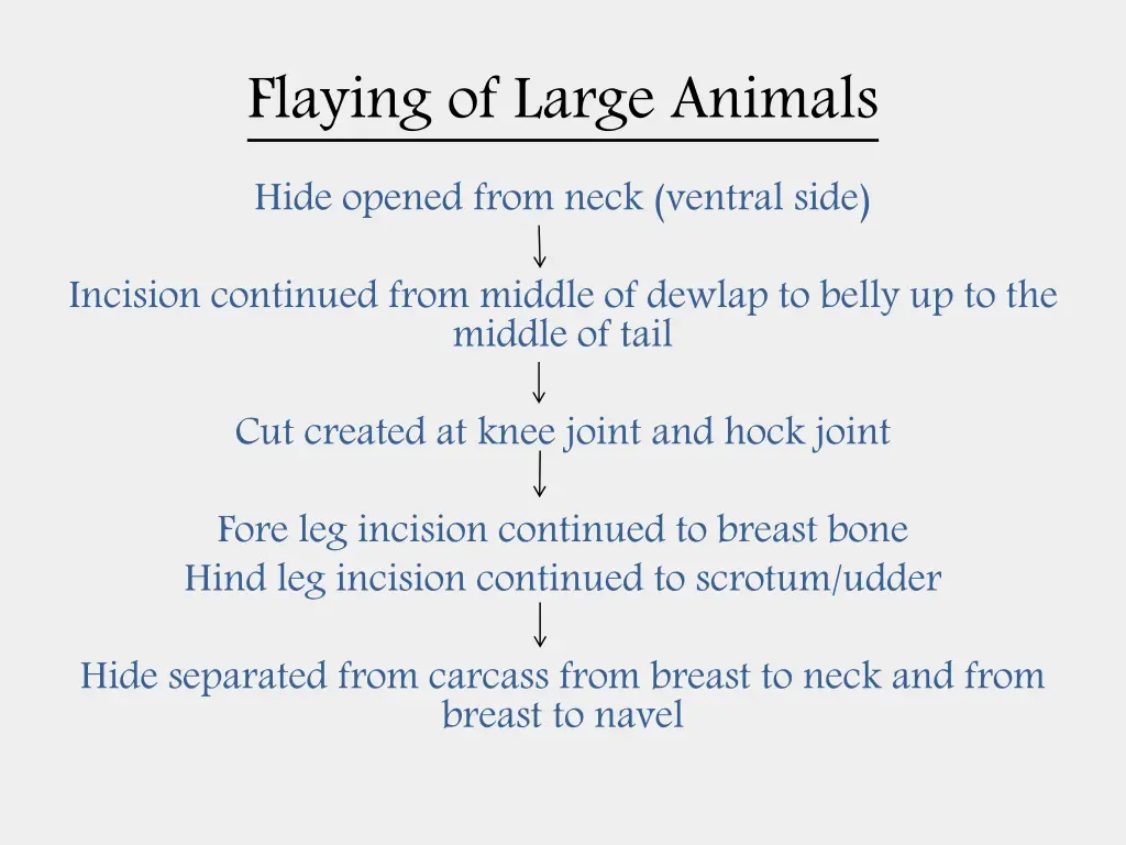 flaying of large animals hide opened from neck