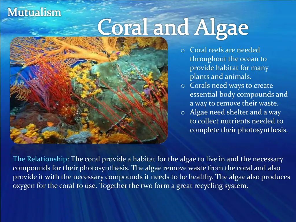 coral and algae