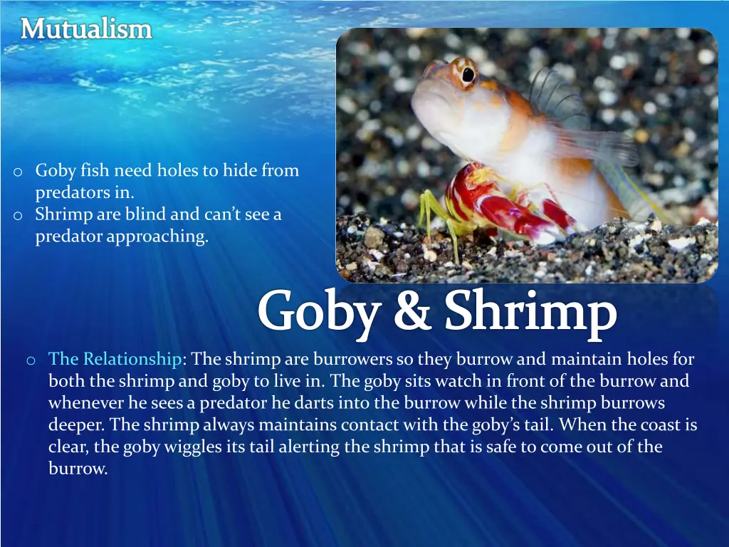 o goby fish need holes to hide from predators