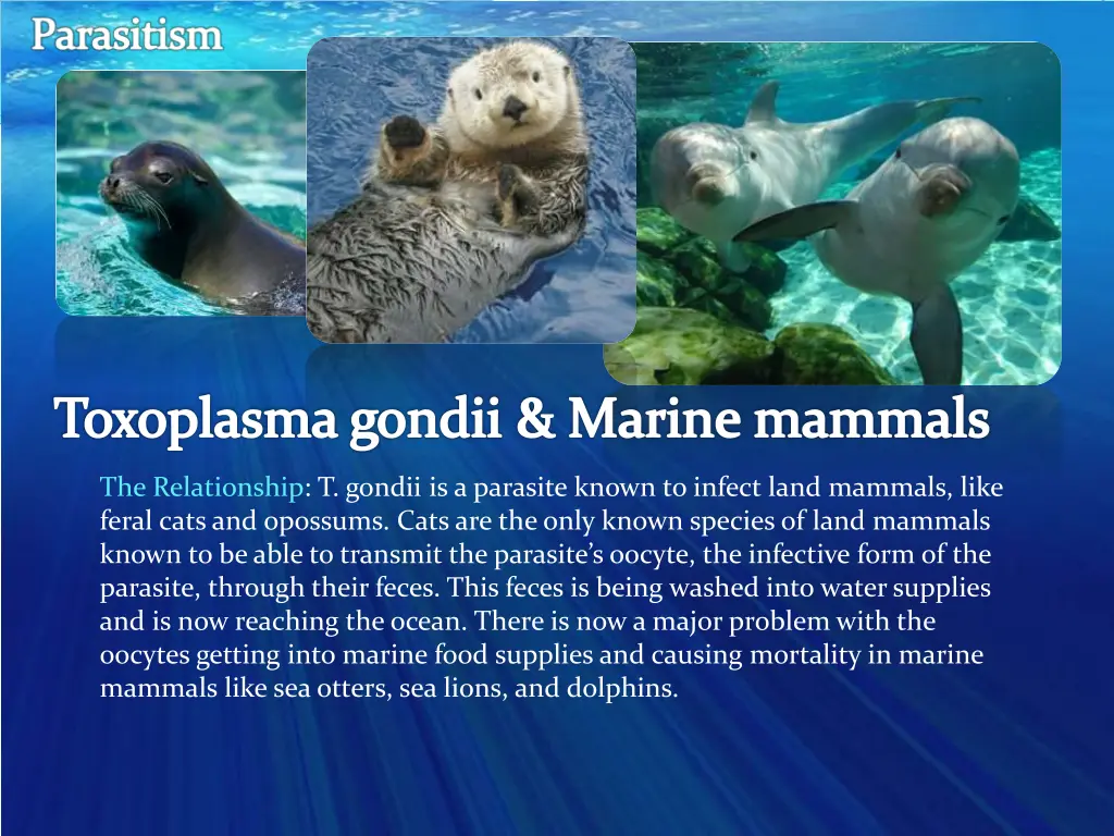 toxoplasma gondii marine mammals