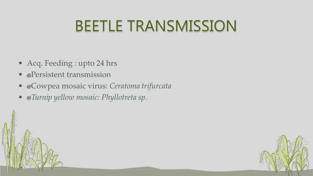 beetle transmission