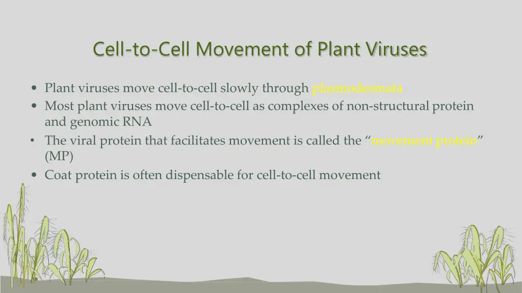 cell to cell movement of plant viruses