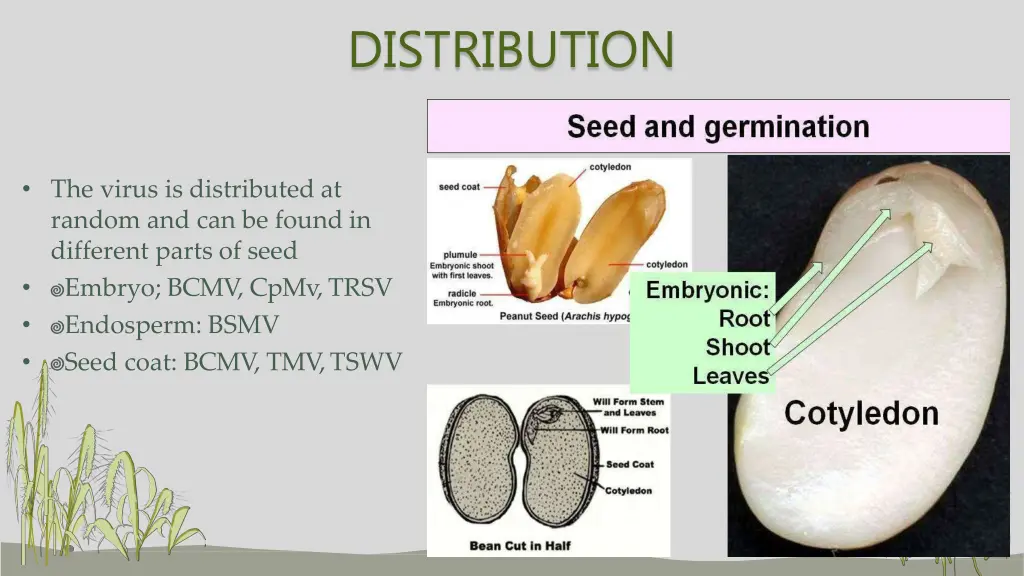 distribution