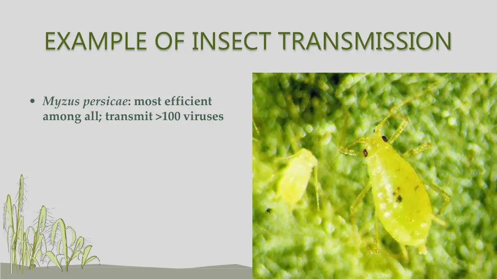 example of insect transmission