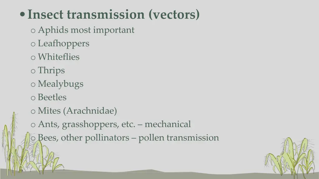 insect transmission vectors o aphids most