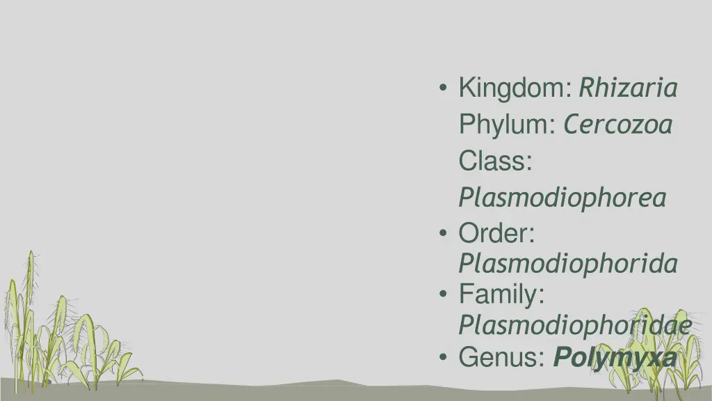 kingdom rhizaria phylum cercozoa class