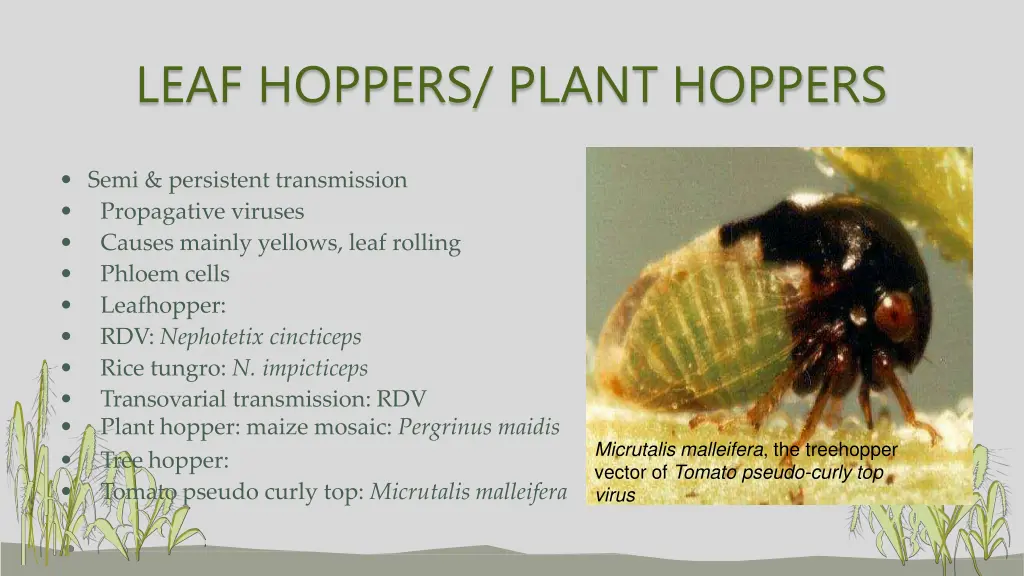 leaf hoppers plant hoppers