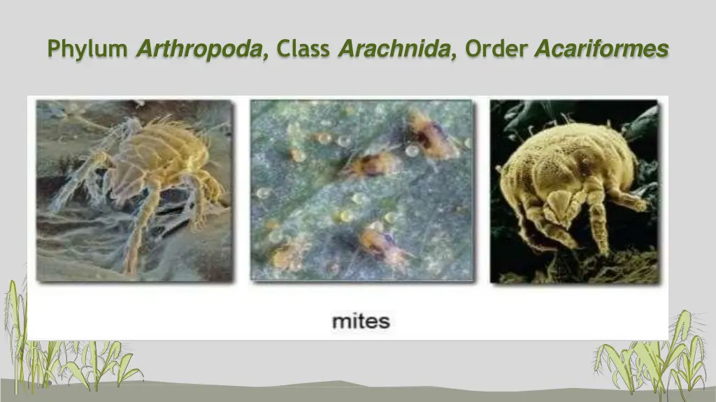 phylum arthropoda class arachnida order