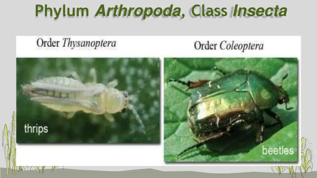 phylum arthropoda class insecta