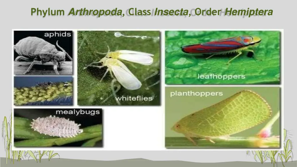 phylum arthropoda class insecta order hemiptera