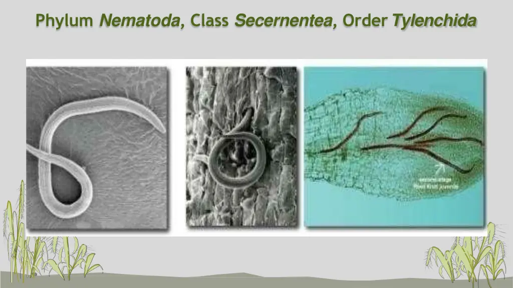 phylum nematoda class secernentea order tylenchida